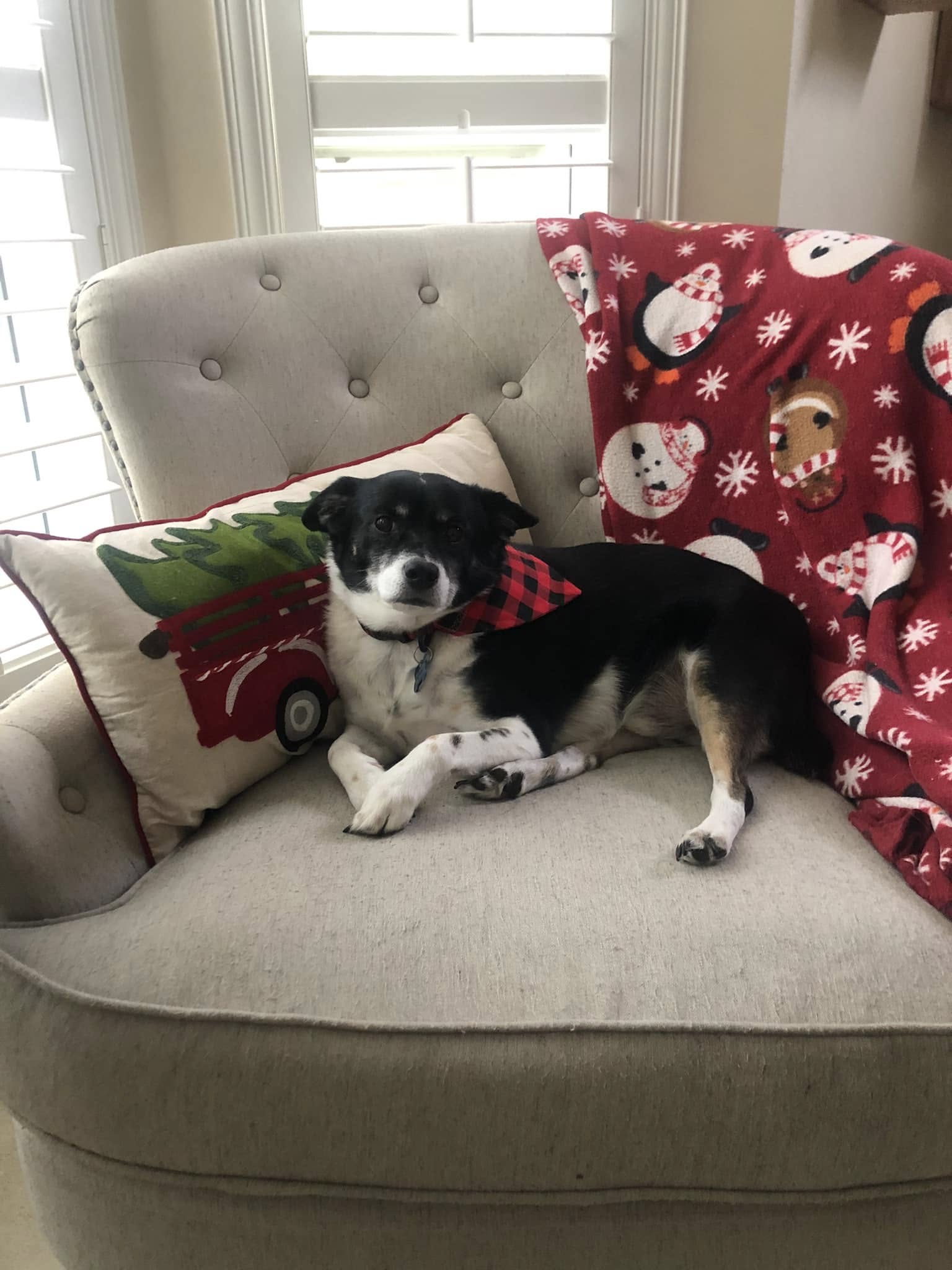 Elizabeth's dog Archie at Christmas