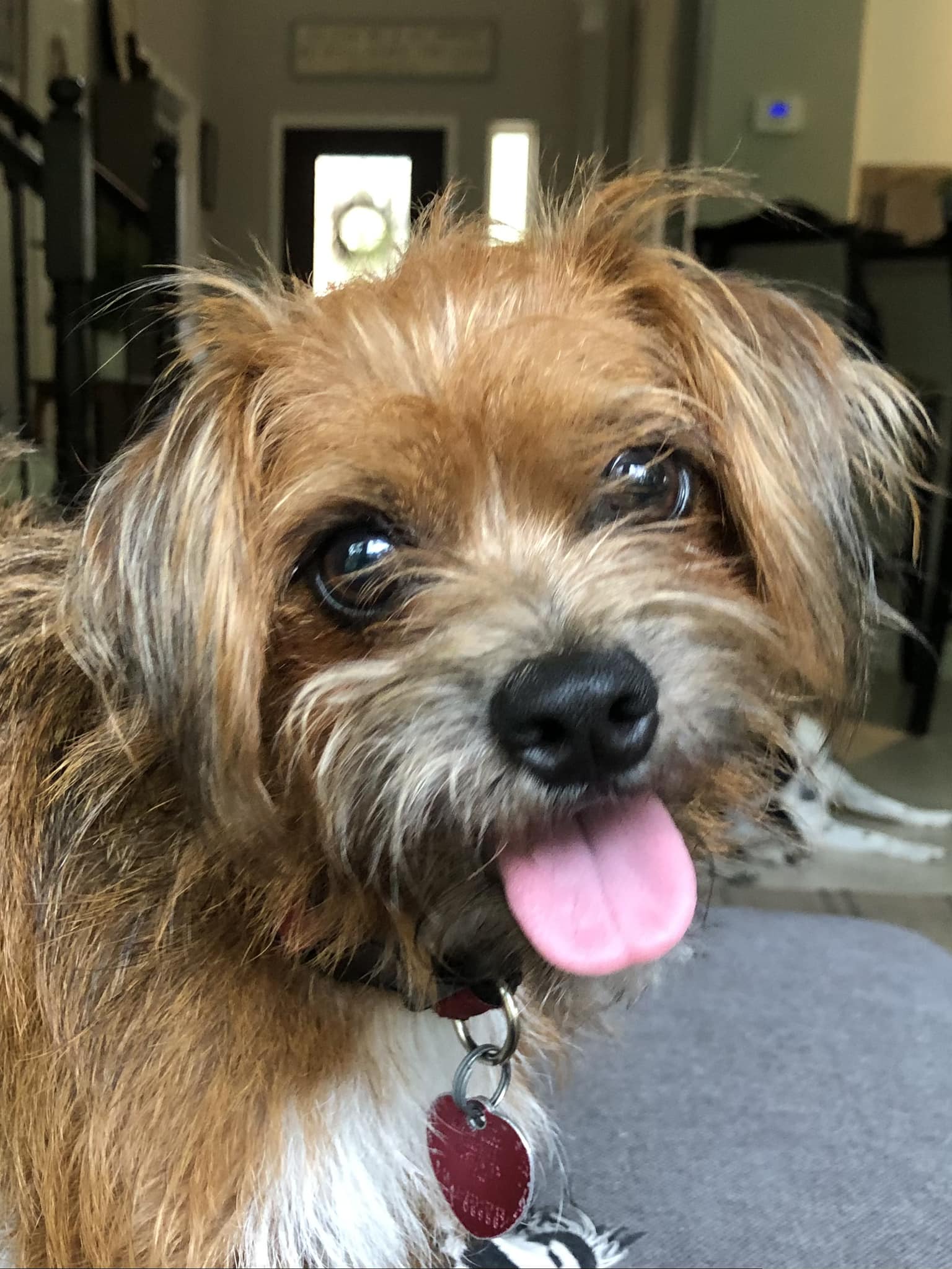 Elizabeth's dog Rowdy, close up